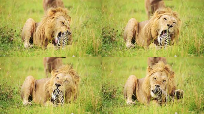 慢镜头狮子吃斑马腿的特写镜头，肯尼亚马赛马拉国家保护区的非洲野生动物张大嘴巴的细节，马赛马拉北部保护