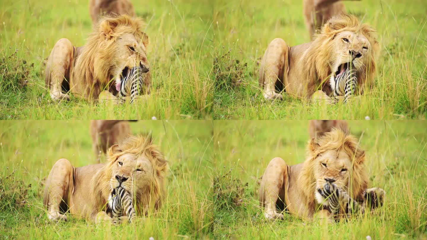 慢镜头狮子吃斑马腿的特写镜头，肯尼亚马赛马拉国家保护区的非洲野生动物张大嘴巴的细节，马赛马拉北部保护