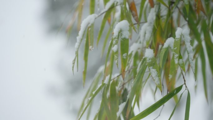 竹叶下雪