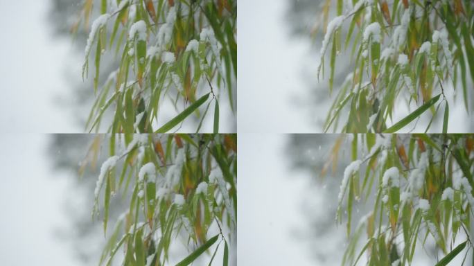 竹叶下雪