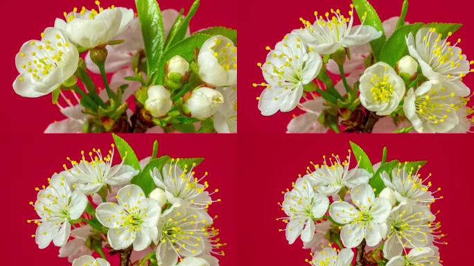 4k缩小时间延迟的酸樱桃树开花和生长在一个红色的背景。盛开的小白花樱。以16:9的比例延时。