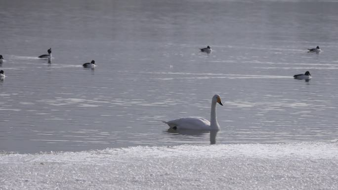 实拍湖面上的天鹅与鸭子视频素材