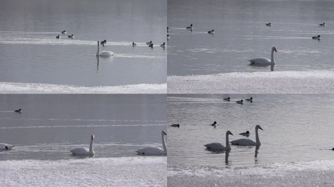 实拍湖面上的天鹅与鸭子视频素材
