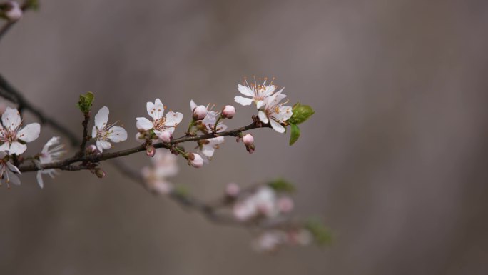 春暖花开