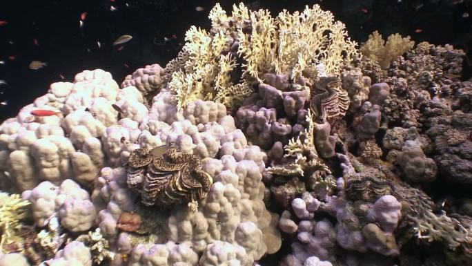 红海水下生物中珊瑚礁上的砗磲蛤。
