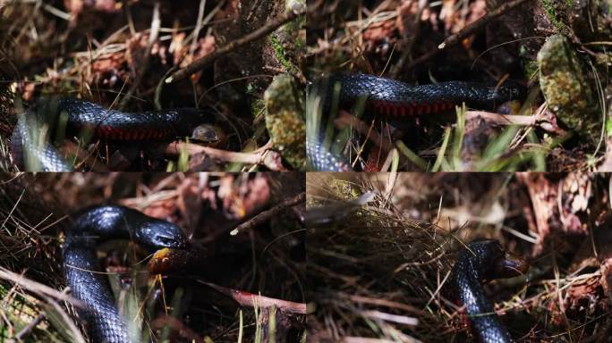 红腹黑蛇在岩石和河边的灌木丛中吃鱼