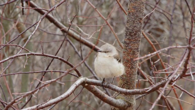 北卡罗莱纳州一棵树上栖息的一只北方反舌鸟(多语鸟)的特写