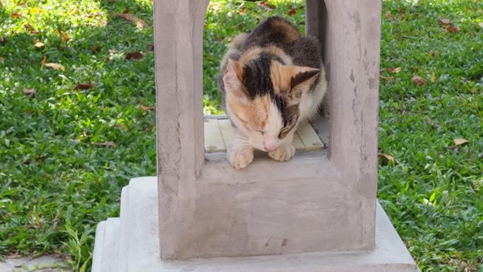 石栏杆上的印花猫梳理