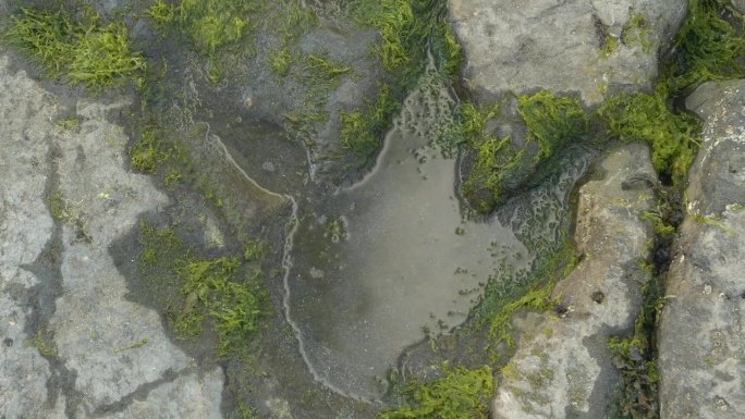 自上而下:斯凯岛一块海岩上的恐龙脚印化石水坑