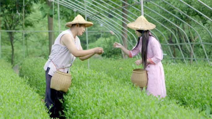 采茶女孩茶园