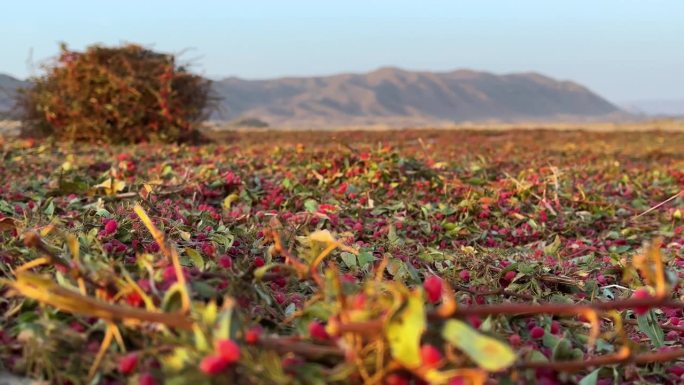杨梅园山景落日的黄金时间在扬扬田间收获的杨梅灌木灌木，以分离红色成熟的阿里尔浆果种子从叶刺在秋天的季