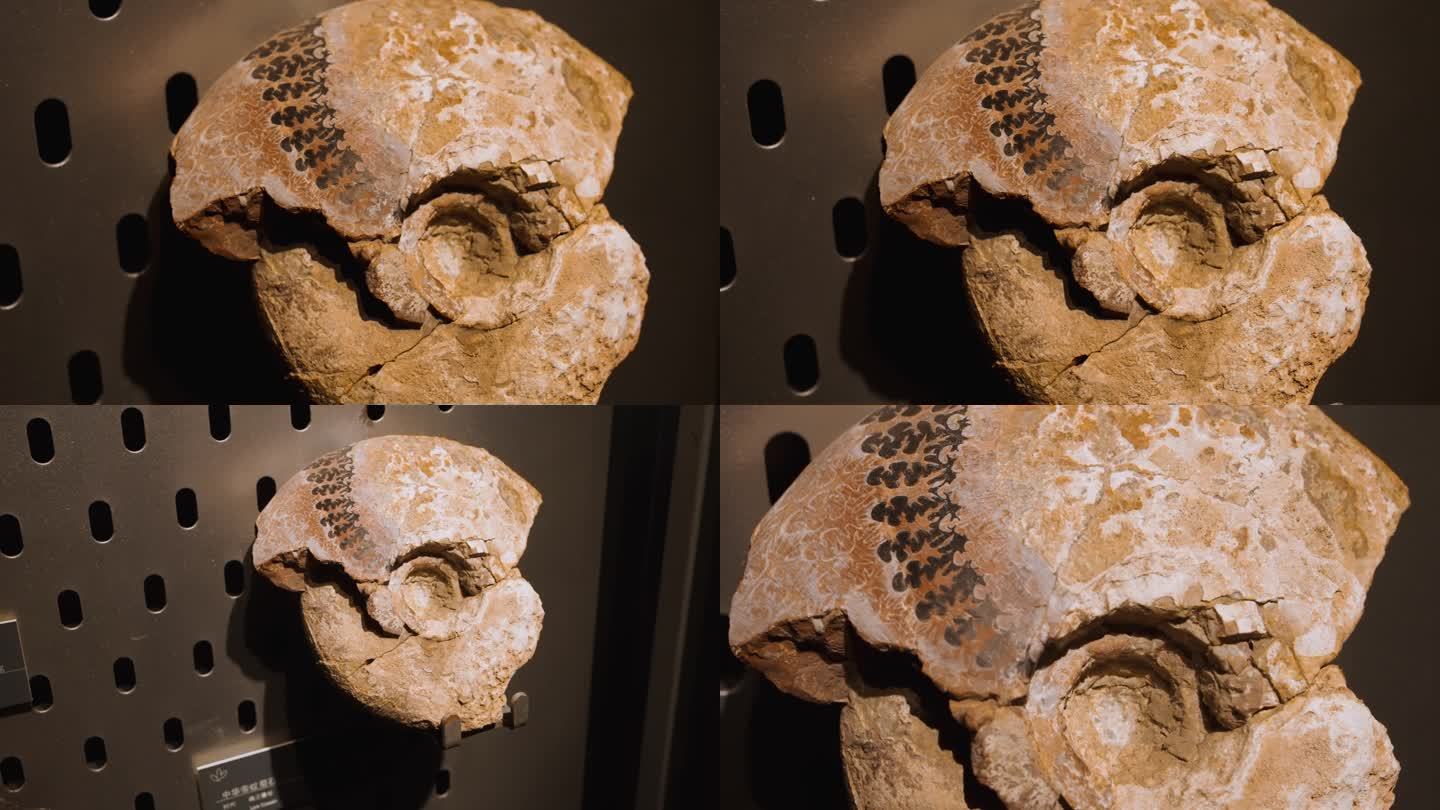 中华帝纹菊石 化石 海洋生物化石