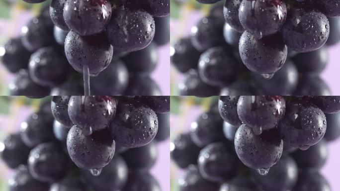 葡萄滴水紫葡萄