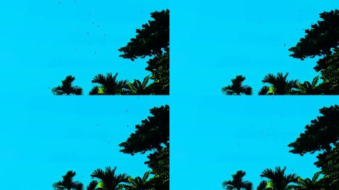 热带森林中的候鸟，深蓝色背景上的剪影，静止
