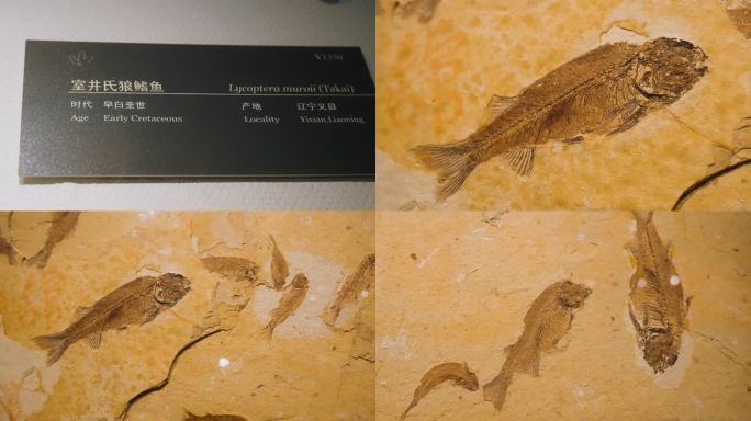 室井氏狼鳍鱼 化石 海洋生物化石 白垩纪