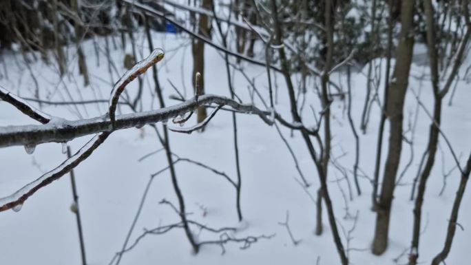 冬天树枝的弯曲处覆盖着一层冰。它们发出的声音是嘎吱嘎吱的尖叫声，类似于弓弩或弹弓上绳子的张力。强大的