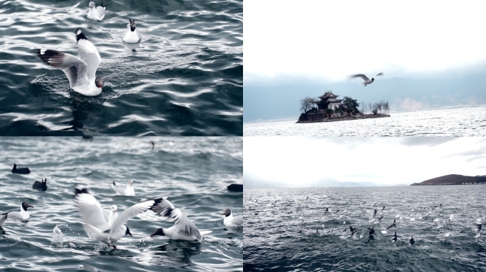 洱海海鸥 自由飞翔 觅食