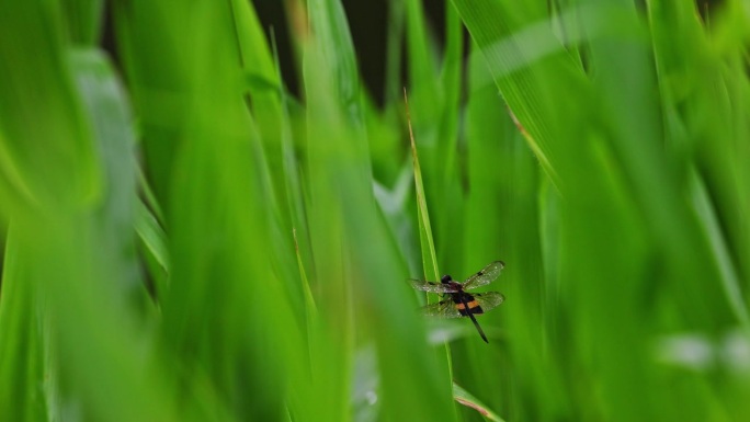 一只蜻蜓栖息在大坝的绿芦苇上