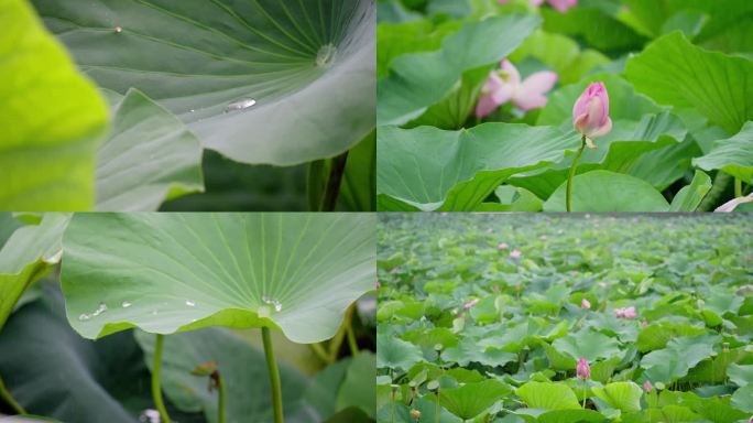 4K50P雨中荷花雨滴唯美慢动作意境素材