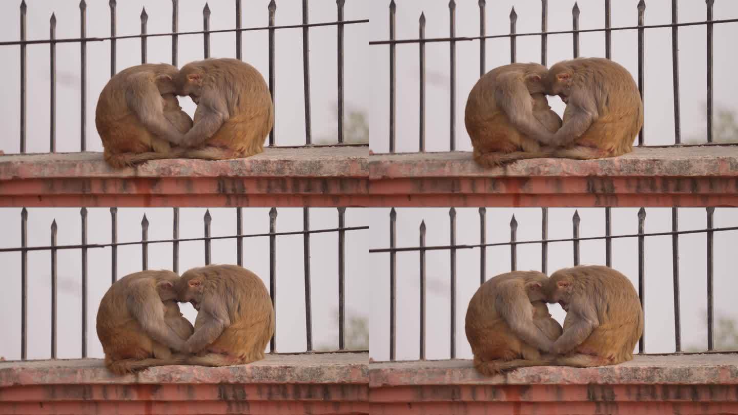 一群猴子一起睡在城市的桥墙上。手持，近距离阿约提猴