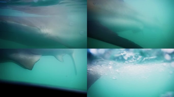 鲨鱼隐约出现在绿色的海水中