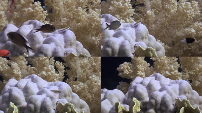 水底珊瑚礁清澈的水中，白色软底的鱼。