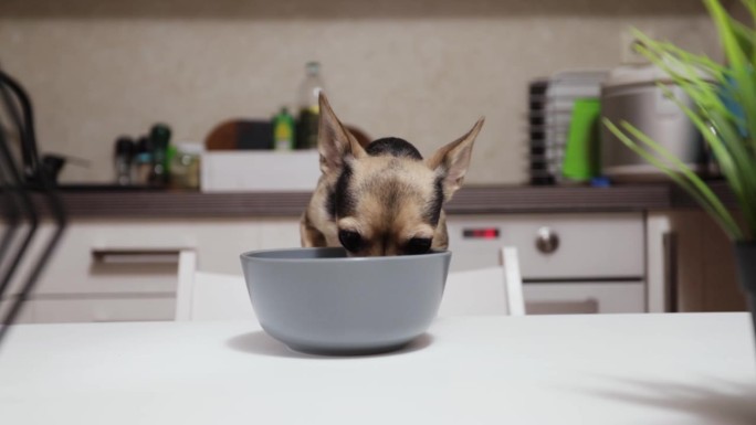 小品种狗粮，宠物饲料，饥饿可爱的狗吃从一个碗