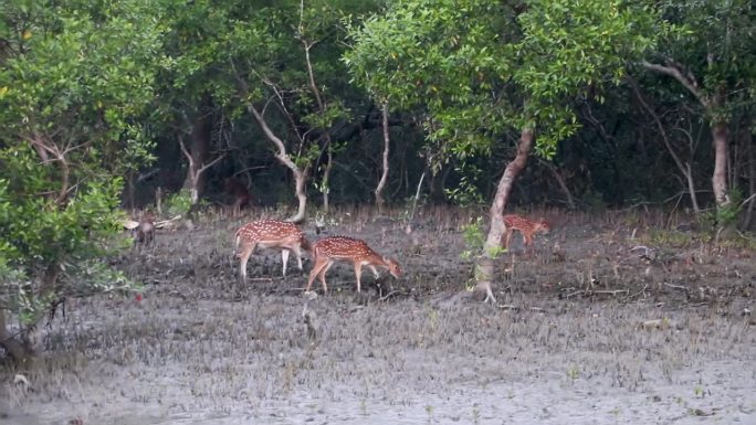 一大群斑鹿正在寻找食物，吃着Keora树的叶子。