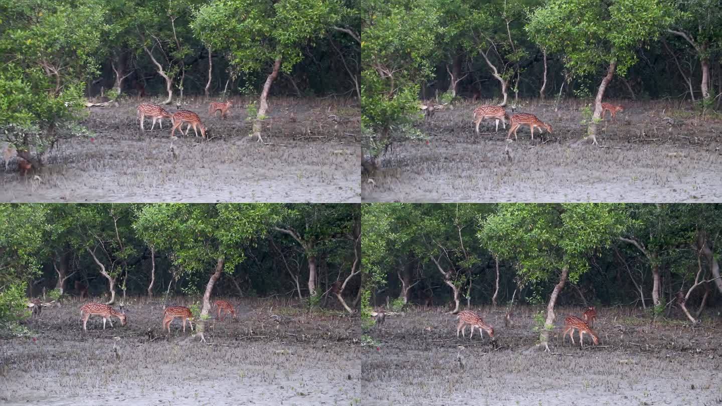 一大群斑鹿正在寻找食物，吃着Keora树的叶子。