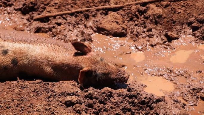 猪享受泥浴的幸福