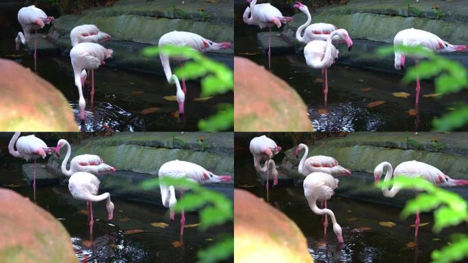 一群大火烈鸟，长着细腿的玫瑰凤蝶站在水中，滤食和啜饮水生无脊椎动物，池塘环境中的藻类，特写镜头。