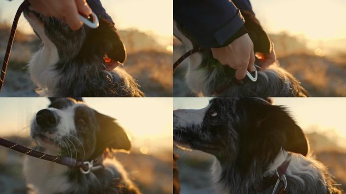 日出时分，不知名的女子在乡村给可爱的边境牧羊犬系上皮带的特写