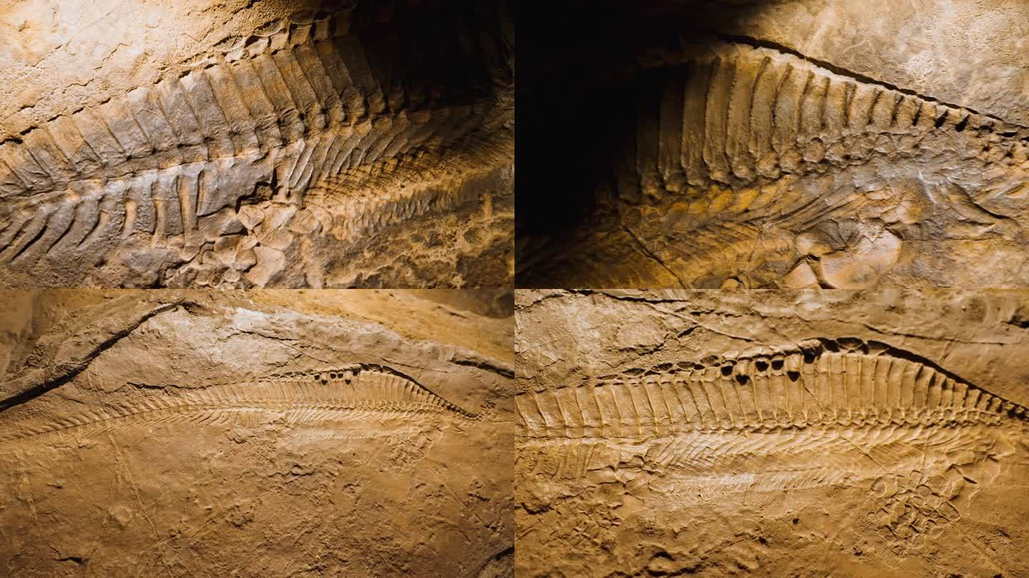 湖北鳄 化石 海洋生物化石