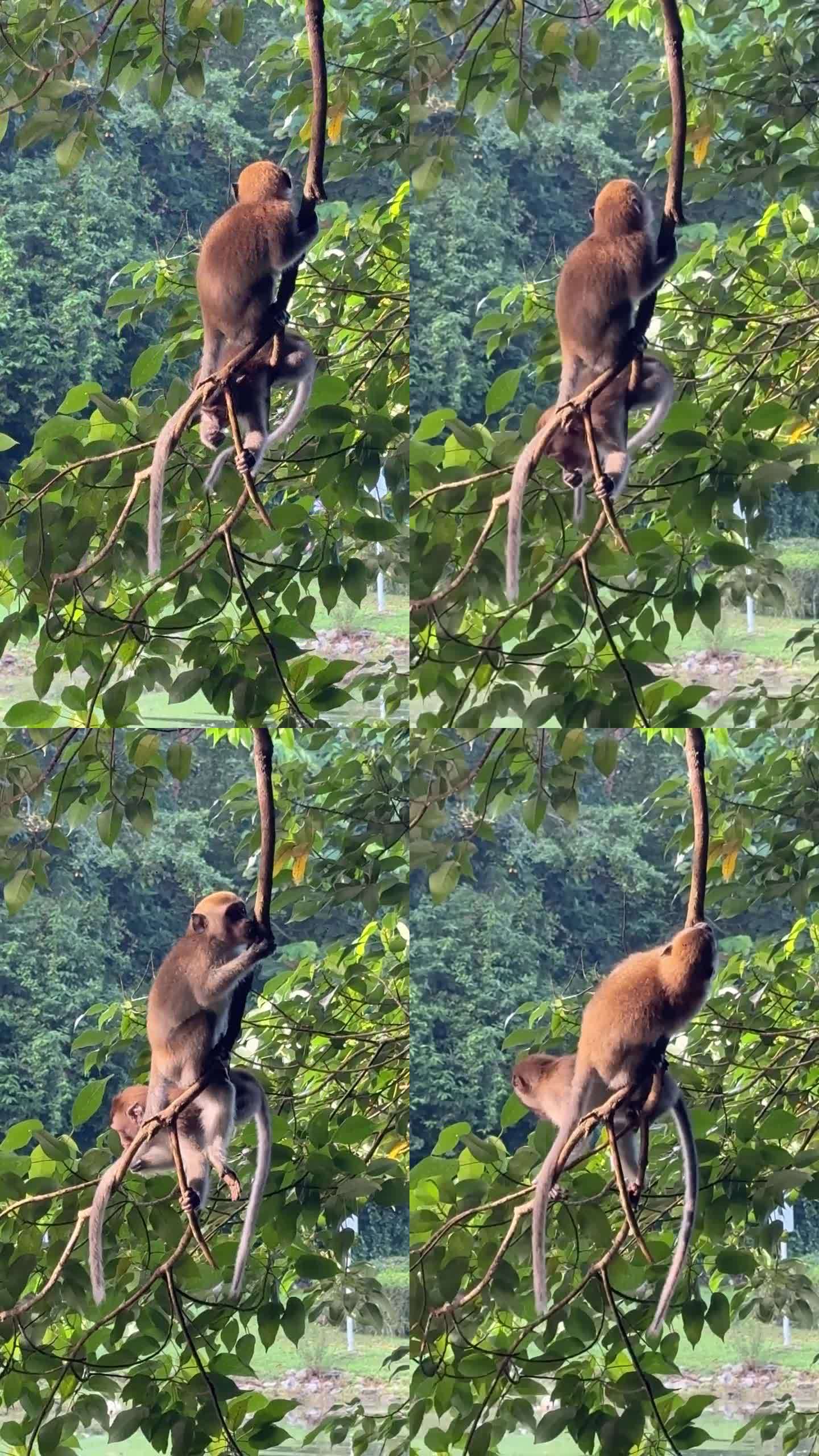 在新加坡的丛林中，一对食蟹猕猴挂在树枝上