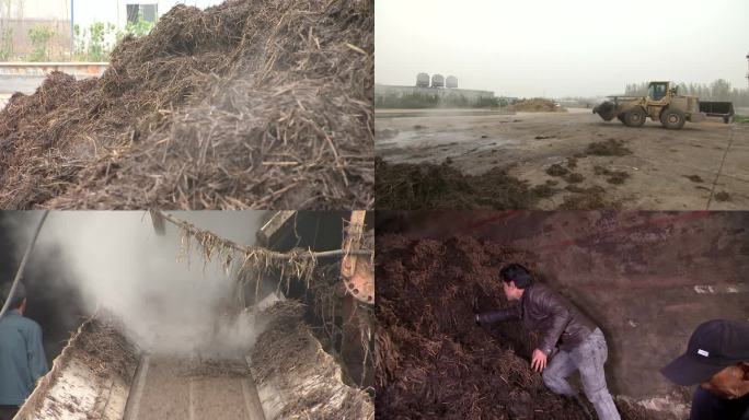 双孢菇种植（中） 秸秆二次发酵 种植床