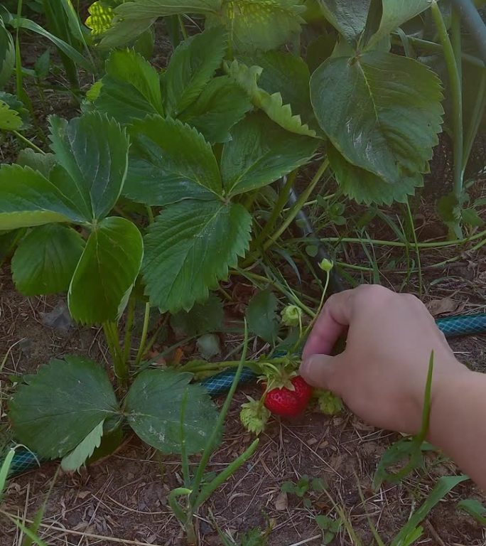 一名妇女用手捧起花园里正在成熟的红色草莓