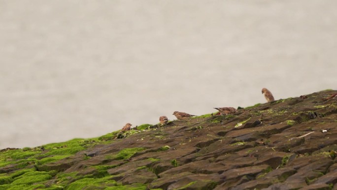 两只红雀(Linaria cannabina)坐在覆盖着绿色海藻的海堤上