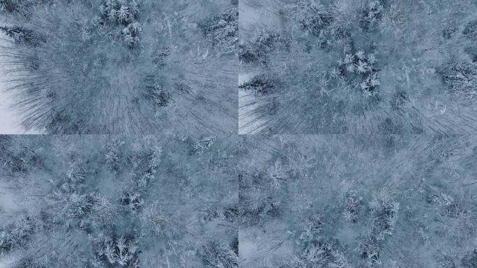 鸟瞰图欧洲狍子(Capreolus Capreolus)在积雪覆盖的森林中奔跑，阴天的冬日，广角无人