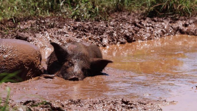 享受泥浴的猪