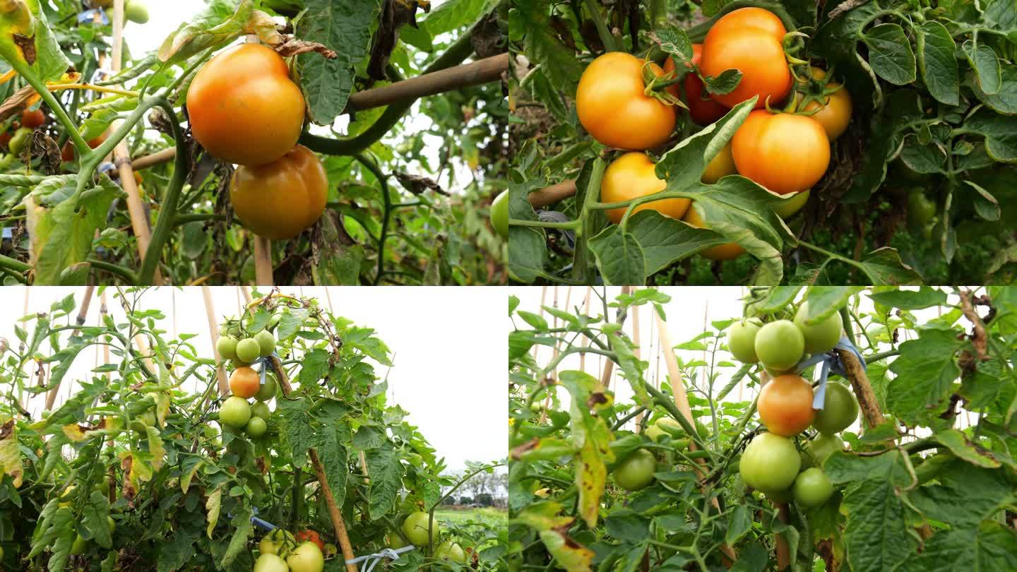 番茄 番茄种植 西红柿