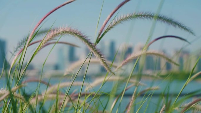 芦苇狗尾巴草随风飘荡前海海边