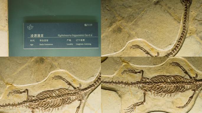 凌源潜龙 化石 早白垩世 海洋生物化石