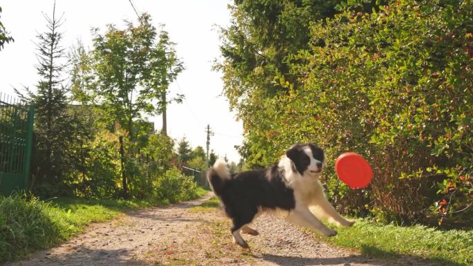 宠物的活动。有趣的小狗狗边境牧羊犬在空中抓玩具在公园户外散步。狗在大自然中玩飞盘跳圈跑。在公园外与狗