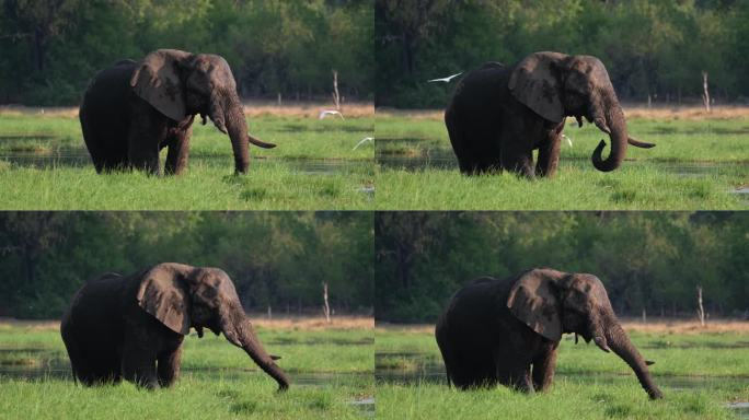 东非肯尼亚马赛马拉的沼泽里，巨大的公象在进食。慢镜头