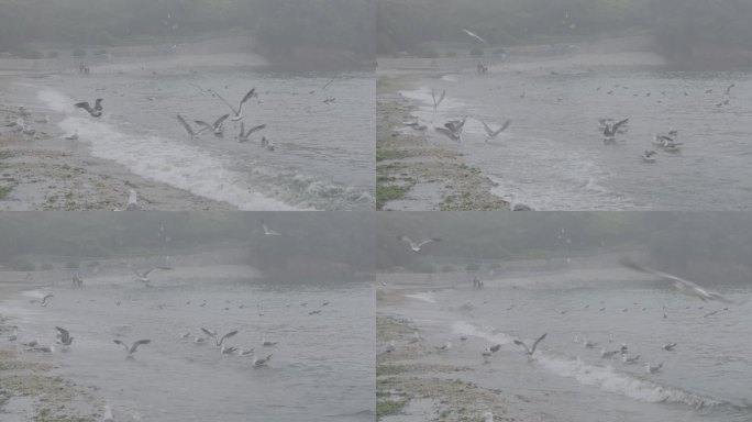 辽宁大连市海鸥飞在海滩沙滩雨雾天旅游旅行