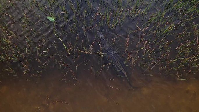 在大沼泽地鸟瞰图中，鳄鱼游泳进入长草