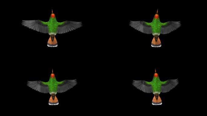 热带蜂鸟-簇绒风骚-飞行环-顶视图-阿尔法频道
