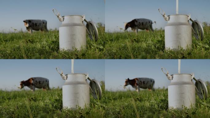 前景中，奶牛吃草的绿色牧场是一个装牛奶的容器