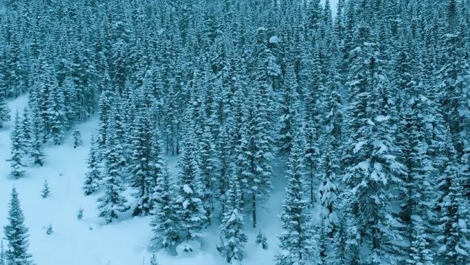 暴风雪中的雪山森林冬季景观航拍图。从上往下看高大的雪树。冬天的俄罗斯，西伯利亚。高品质4k画面
