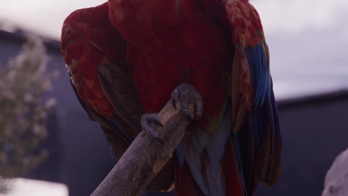 笼中树枝上的鹦鹉——近距离观察爪子